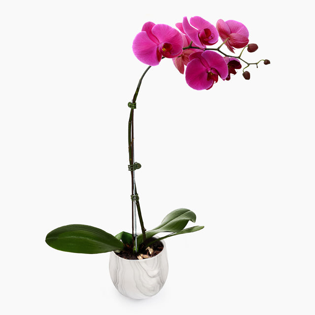 Phalaenopsis Orchid Monthly Subscription