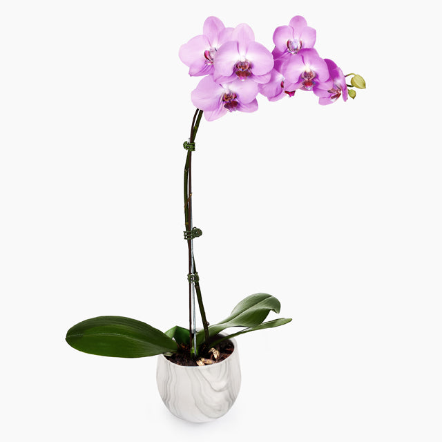 Phalaenopsis Orchid Monthly Subscription