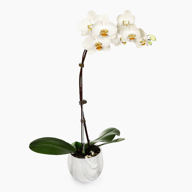 Phalaenopsis Orchid Monthly Subscription