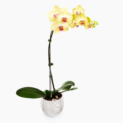 Phalaenopsis Orchid Monthly Subscription